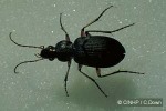 Enlarged Image of 'Chlaenius flaviguttatus'
