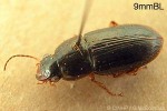 Enlarged Image of 'Selenophorus pyritosus'