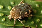 Enlarged Image of 'Protaetia fusca'