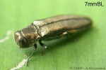 Enlarged Image of 'Agrilus QQRR'