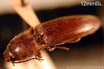 Enlarged Image of 'Conoderus pallipes'