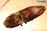 Enlarged Image of 'Lacon modestus'