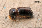 Enlarged Image of 'Xylothrips religiosus'