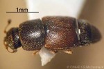 What Am I? Click to display answer!