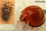 Enlarged Image of 'Chilocorus circumdatus'