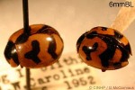 Enlarged Image of 'Coccinella transversalis'
