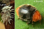 Enlarged Image of 'Cryptolaemus montrouzieri'