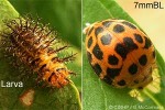 What Am I? Click to display answer!