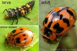 Enlarged Image of 'Harmonia octomaculata'