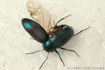 Enlarged Image of 'Amarygmus hydrophiloides'