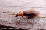 Enlarged Image of 'Eobia bicolor'