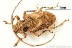 Enlarged Image of 'Lagocheirus undatus'
