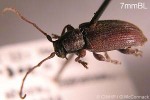 Enlarged Image of 'Oopsis oblongipennis'