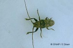 Enlarged Image of 'Prosoplus samoanus'