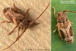 Enlarged Image of 'Pterolophia lateripicta'