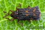 Lantana Beetle (Uroplata girardi)