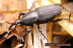 Enlarged Image of 'Cosmopolites sordidus'