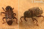 Enlarged Image of 'Euscepes postfasciatus'