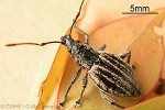 Enlarged Image of 'Rhyncogonus lineatus'
