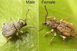 Enlarged Image of 'Scaevola weevil'