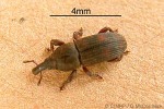 Enlarged Image of 'Sitophilus QQmucuna'