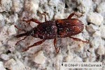 Enlarged Image of 'Sitophilus oryzae'