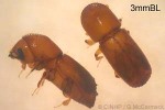 Enlarged Image of 'Xyleborus ferrugineus'