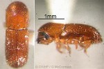 Enlarged Image of 'Xyleborus perforans'