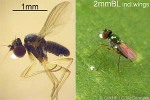 What Am I? Click to display answer!