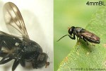 Enlarged Image of 'tinyflyQQC'