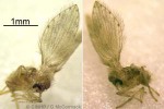 Enlarged Image of 'tinyflyQQE'