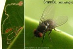 Enlarged Image of 'tinyflyQQG Fagraea-Miner'