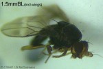 Enlarged Image of 'tinyflyQQM'