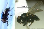Enlarged Image of 'tinyflyQQPK12'