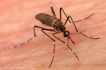 Enlarged Image of 'Aedes aegypti'