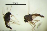 Enlarged Image of 'Orthocladus QQnrPK4'