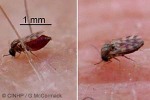 Enlarged Image of 'Culicoides belkini'