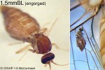 Enlarged Image of 'Forcipomyia sp.QQ'
