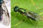 Enlarged Image of 'Cephalochrysa maxima'