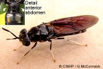 Enlarged Image of 'Hermetia illucens'