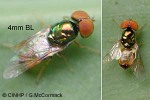 Enlarged Image of 'Microchrysa flaviventris'