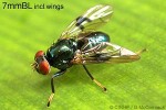 Enlarged Image of 'Pseudorichardia flavitorsis'