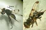 Enlarged Image of 'Pseudeuxesta prima'