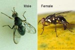 Enlarged Image of 'Bactrocera melanotus'