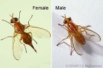 Enlarged Image of 'Bactrocera xanthodes'