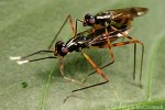 Enlarged Image of 'Mimegralla albimana nr.QQ'