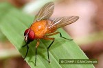 Enlarged Image of 'Dichaetomyia vicaria'