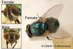 Enlarged Image of 'Lucilia cuprina'