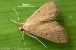 Enlarged Image of 'Herpetogramma licarsisalis'