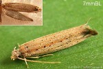 Enlarged Image of 'Erechthias flavistriata'